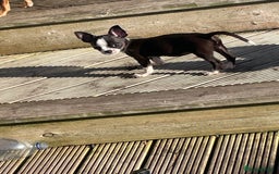 Chihuahua dogs for sale: Chihuahua female puppies - Image 20