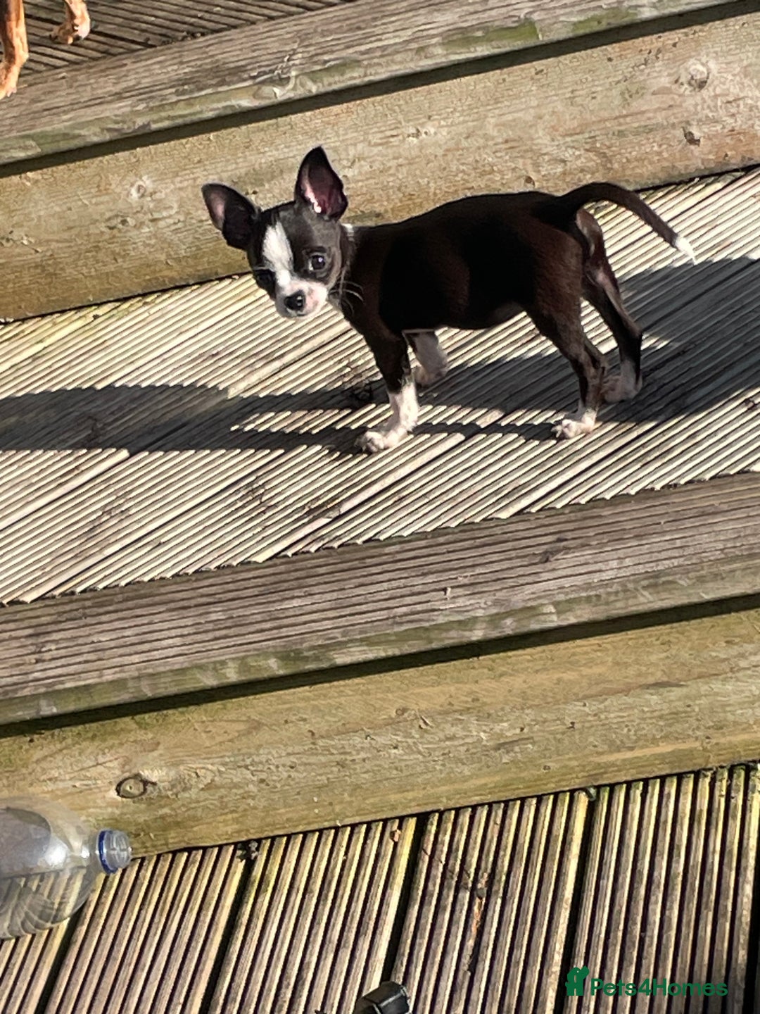 Chihuahua dogs for sale: Chihuahua female puppies - Image 20