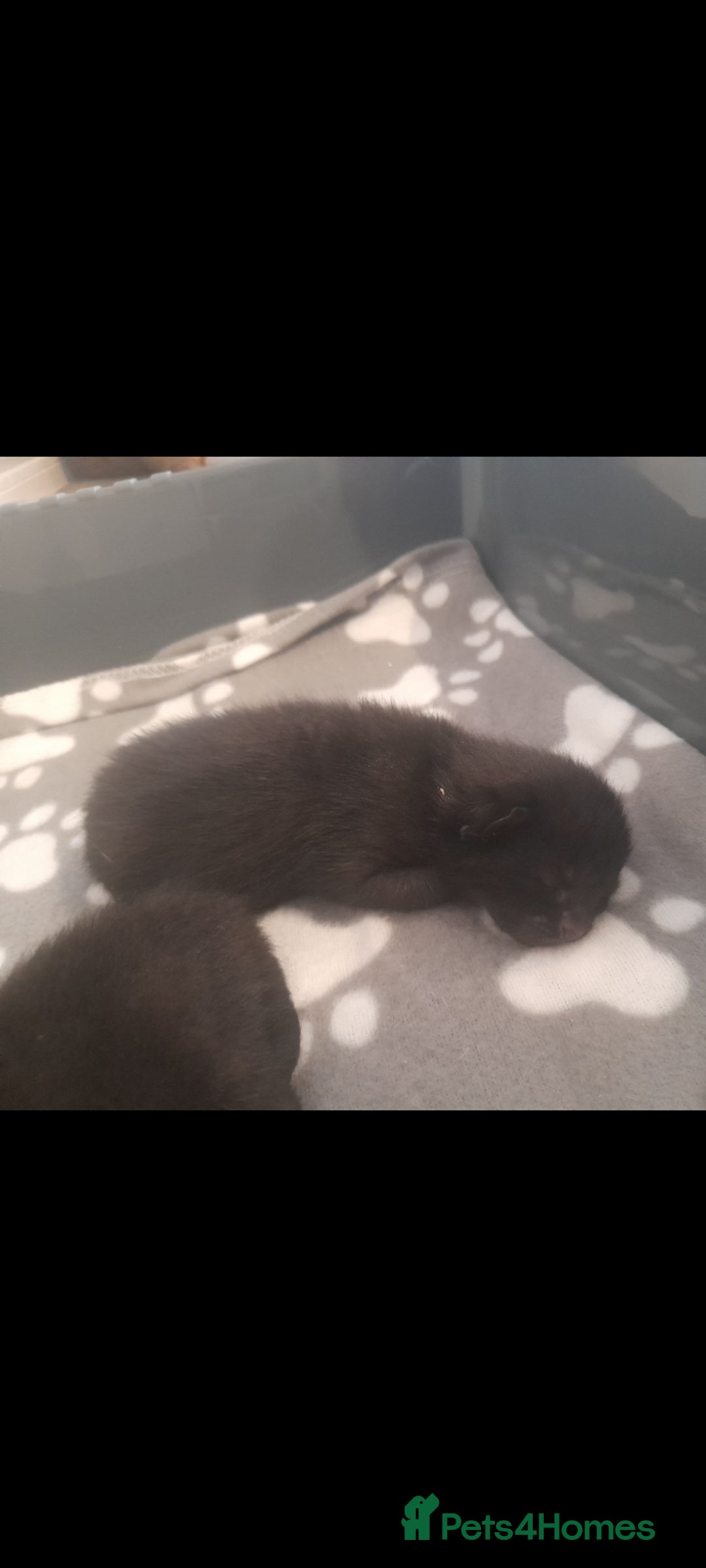 Mixed Breed cats for sale: 3 beautiful kittens left - Image 9