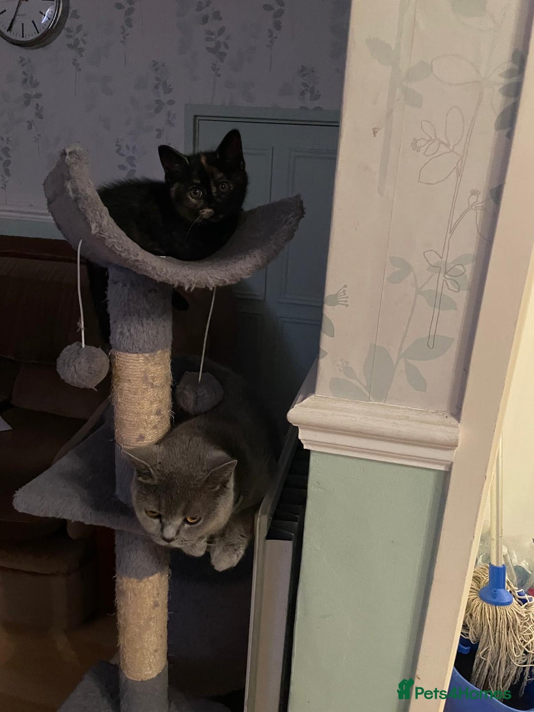 British Shorthair cats for sale: Stunning British short x Bengal  - Image 11