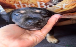 Mixed Breed dogs for sale: Puppies  - Image 3