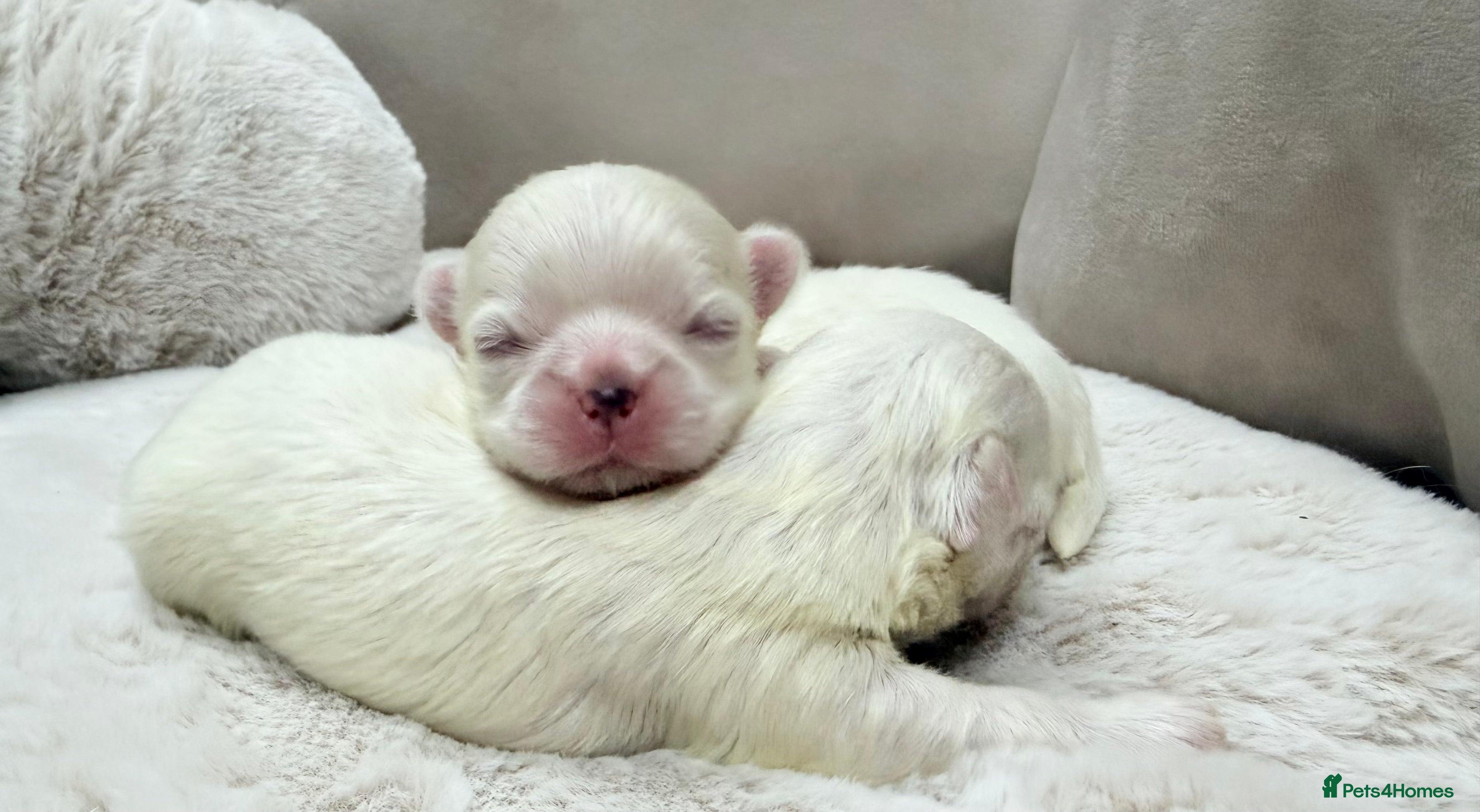 Maltese dogs Bambelina Full Korean Bloodline Maltese - Advert 15