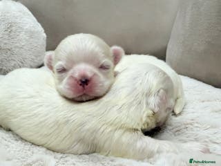 Maltese dogs Bambelina Full Korean Bloodline Maltese - Advert 14