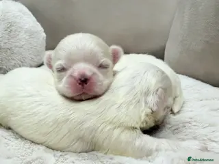 Maltese dogs Bambelina Full Korean Bloodline Maltese - Advert 4