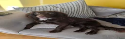 Cocker Spaniel dogs for sale: Cocker Spaniel Puppies in Wishaw - Advert 1