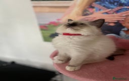 Ragdoll cats for sale: Christmas Ragdoll kitten dolls available  - Image 9