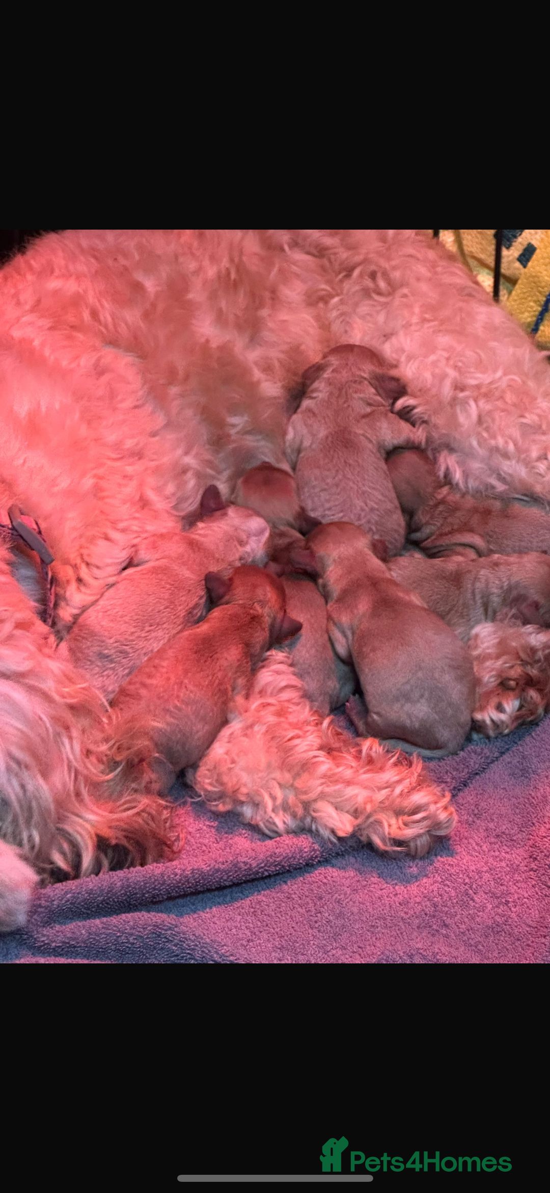 Cockapoo dogs for sale: 8 beautiful, stunning cockapoo  - Image 14