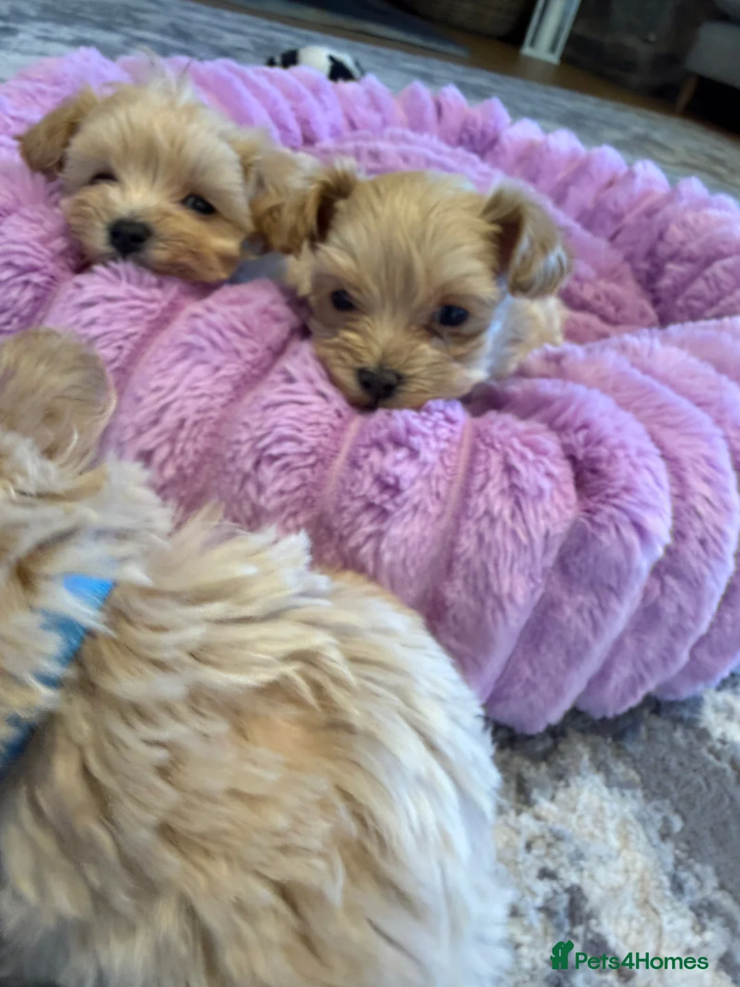 Maltipoo dogs for sale: F1 Maltipoo Puppies  - Advert 2