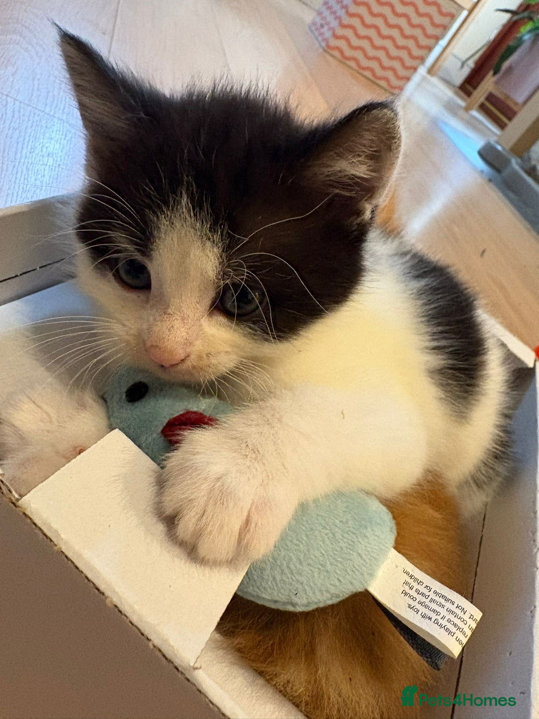 Mixed Breed cats for sale: 3 friendly fluffy female kittens for sale - Image 6