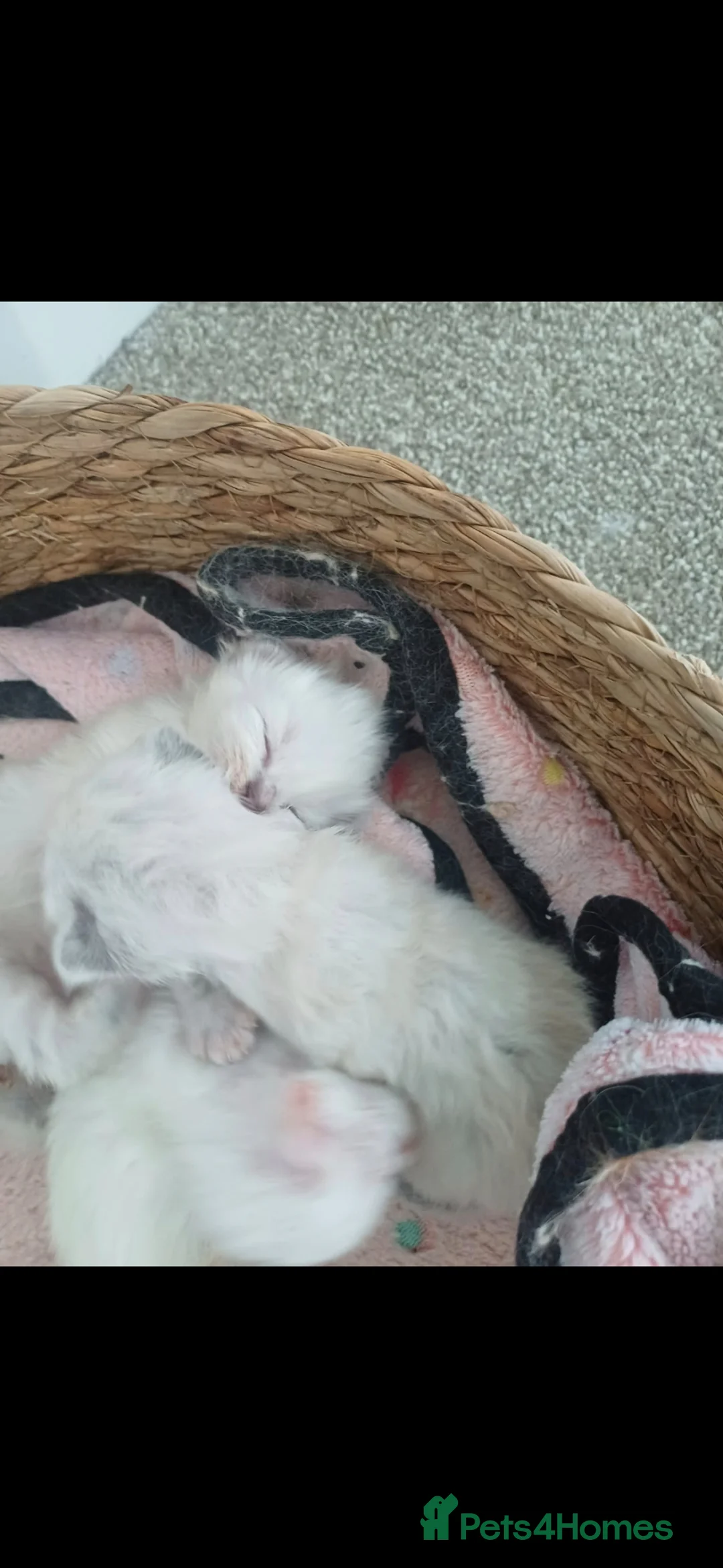 Ragdoll cats for sale: 3 Beautiful Ragdoll Kittens - Advert 9