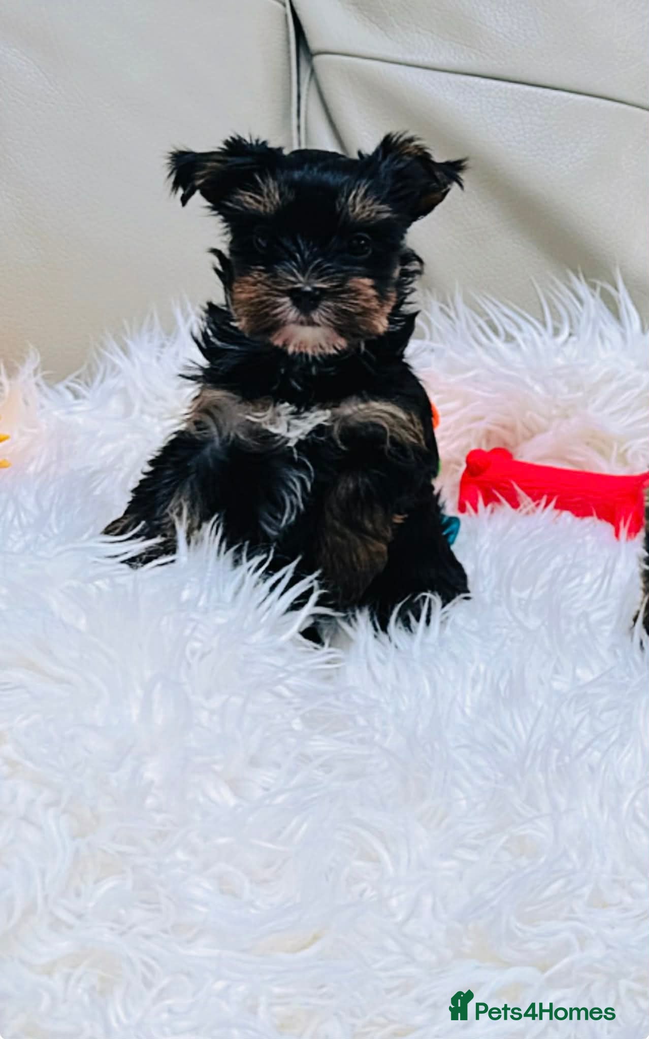 Mixed Breed dogs Pedigree Yorkshire terrier  - Advert 1