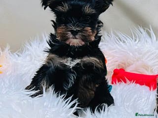 Mixed Breed dogs Pedigree Yorkshire terrier - Advert 3