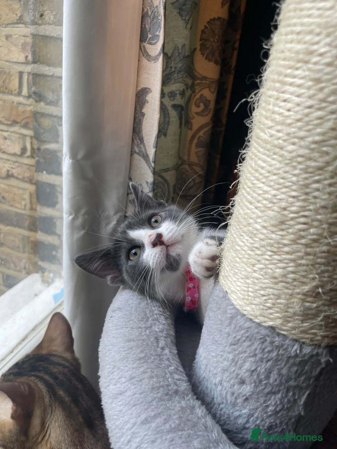 Mixed Breed cats for sale: Beautiful quarter bengal x Maine coone mix  - Advert 2