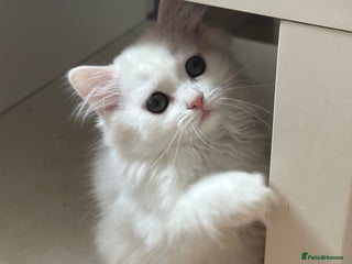 British Shorthair cats - Advert 6