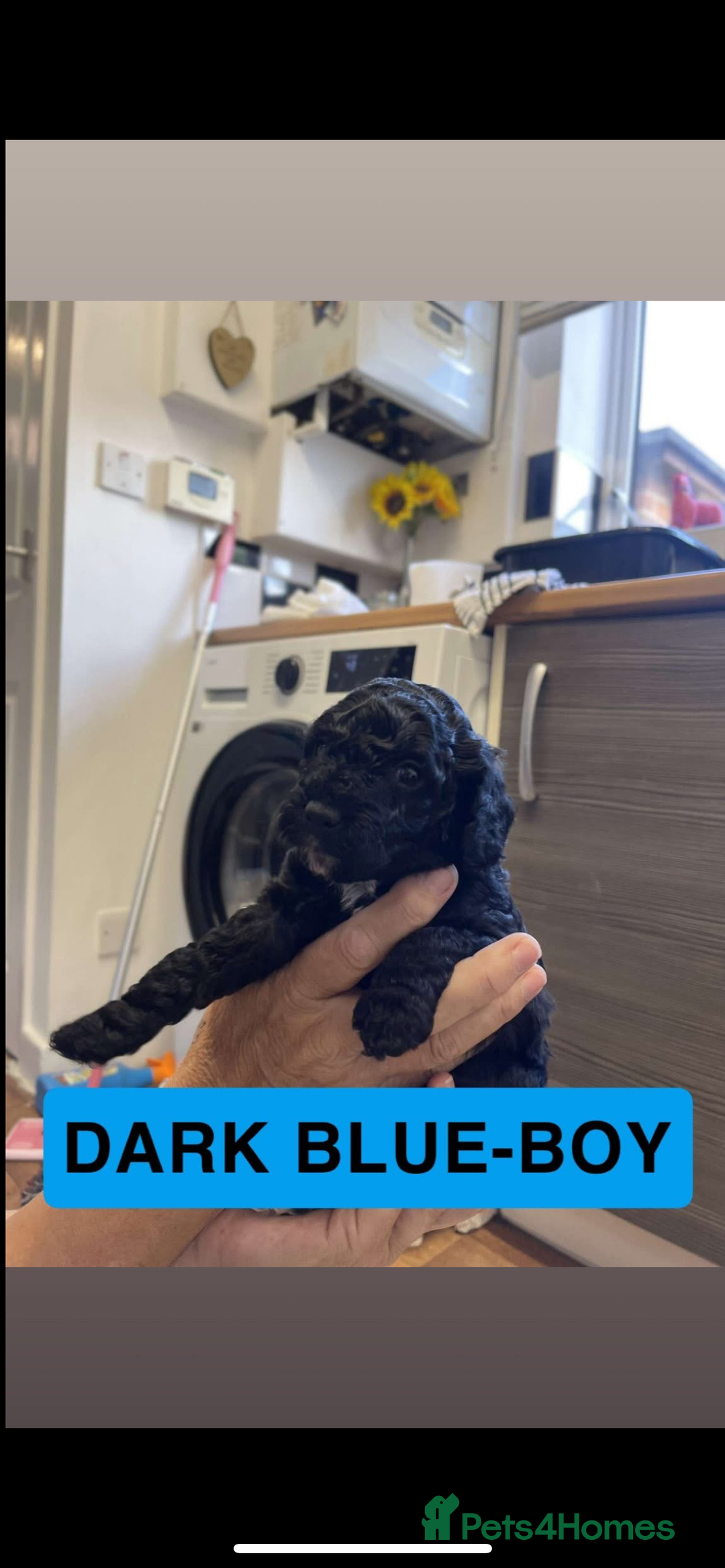 Cockapoo dogs for sale: 🐶ADORABLE F1B COCKAPOOS🐶  - Image 16