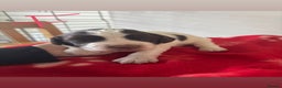 English Springer Spaniel dogs for sale: Springer pups  - Advert 5