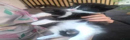 Mixed Breed cats for sale: Fluffy fur babies in Stoke-on-Trent - Advert 6