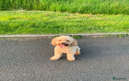 Mixed Breed dogs for sale: X1 beautiful red miniature left (boy)  - Image 15