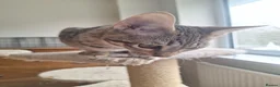 Savannah cats for sale: TICA SBTF7 Silver girl Europa very freindly - Advert 10