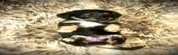 Mixed Breed dogs for sale: 5 beautiful Mauxie for sale  - Advert 3