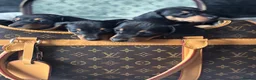 Miniature Dachshund dogs for sale: Miniature dachshund puppies🥰£750 - Advert 4