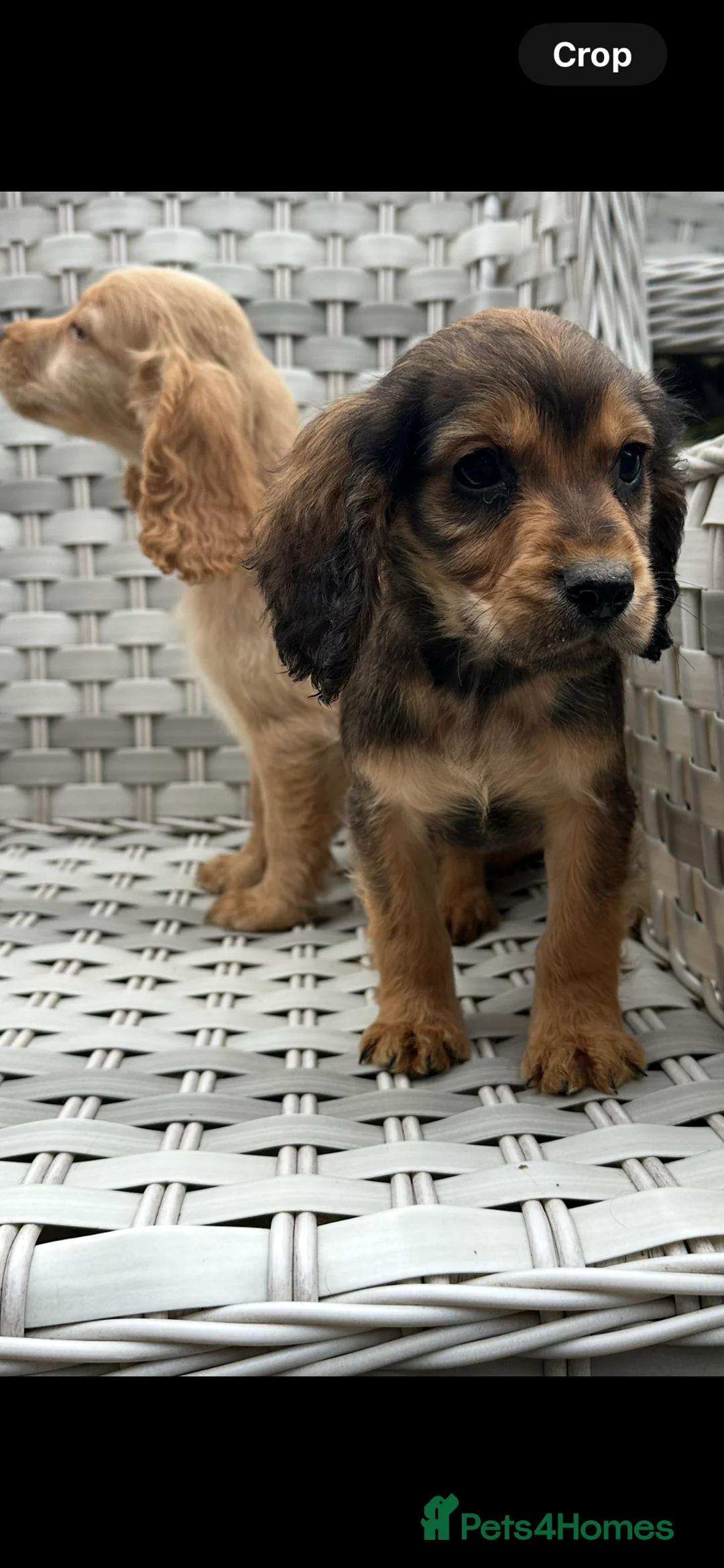 Cocker Spaniel dogs for sale: Cocker spaniels  - Advert 5