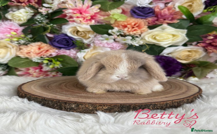 Mini Lop rabbits - Advert 8