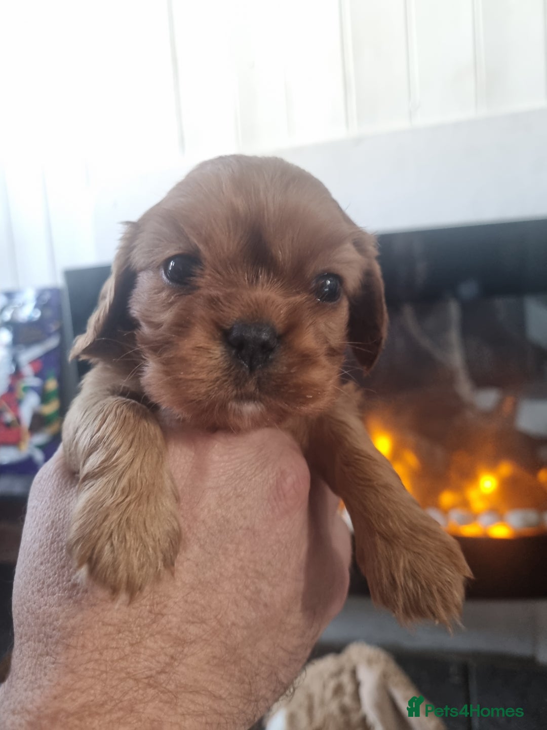 Cavalier King Charles Spaniel dogs for sale: Beautiful toy ruby King charles cavalier puppies. - Advert 14