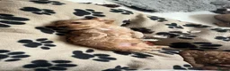 Mixed Breed dogs for sale: Looking for loving homes  in Portsmouth - Advert 6