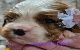 Cavalier King Charles Spaniel dogs for sale: KC Registered, Cavalier King Charles Spaniels  - Image 6
