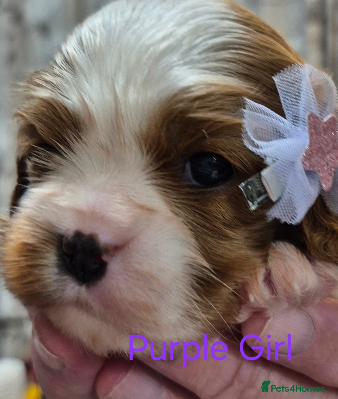 Cavalier King Charles Spaniel dogs for sale: KC Registered, Cavalier King Charles Spaniels  - Image 6