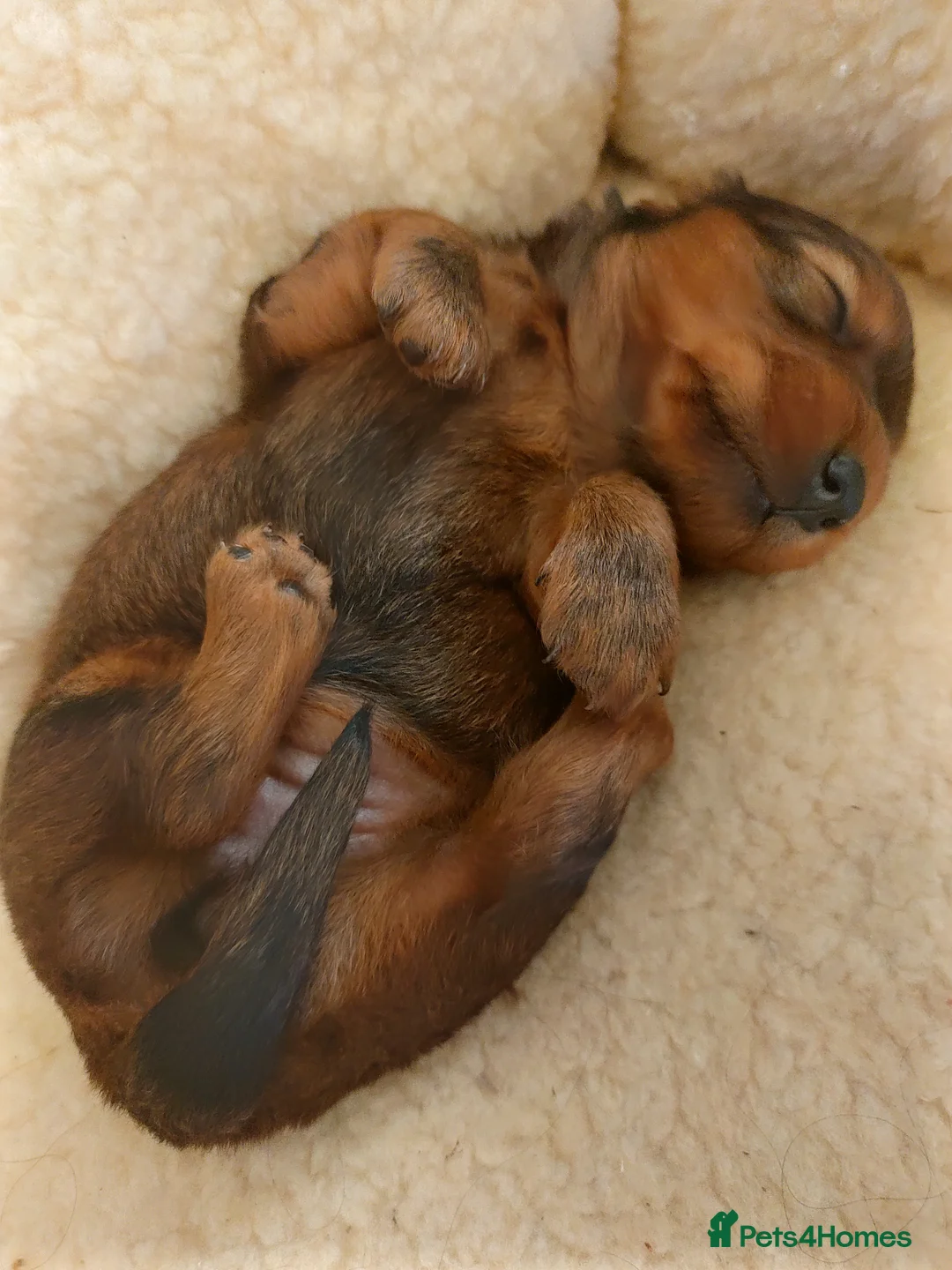 Miniature Dachshund dogs for stud: Miniature Long Haired Dachshund Pra 1 Clear KC reg in Peterborough - Advert 14