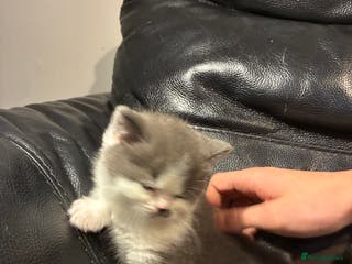 British Shorthair cats 5 BSH TICA REGISTERED KITTENS LAST 2 REMAINING - Advert 13