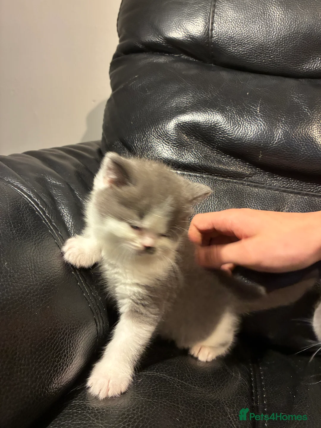 British Shorthair cats for sale: LAST 1 REMAINING BSH TICA KITTENS - Advert 1
