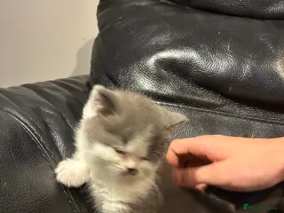 British Shorthair cats LAST 1 REMAINING BSH TICA KITTENS - Advert 16