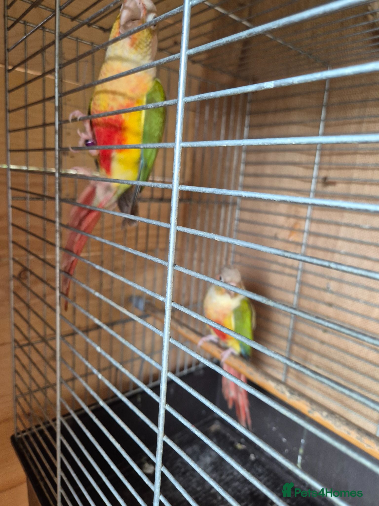 Conures birds For sale  - Advert 1