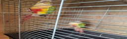 Conures birds for sale: For sale  - Advert 1