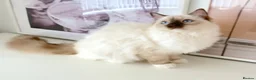 Ragdoll cats for sale: GCCF ACTIVE (FOR BREEDING) SEAL POINT MITTED GIRL - Advert 5