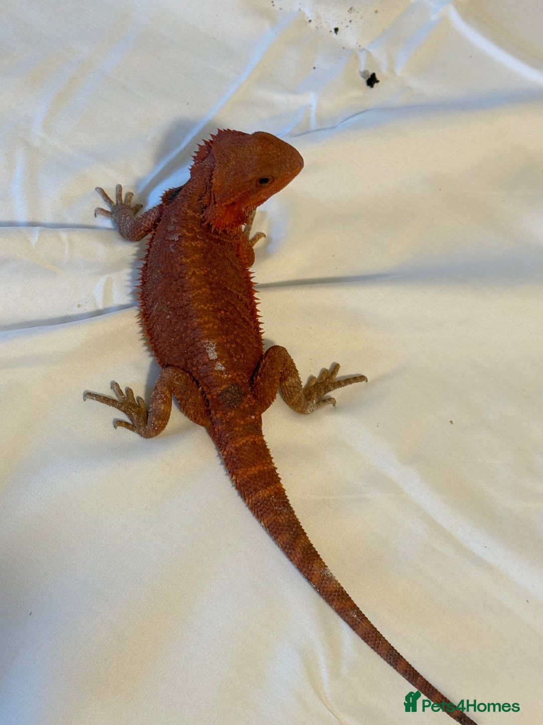 Bearded Dragon reptiles for sale: Bearded Dragon. Red Monster line - Advert 10