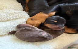 Miniature Dachshund dogs for sale: Two beautiful mini dash’s  - Image 22