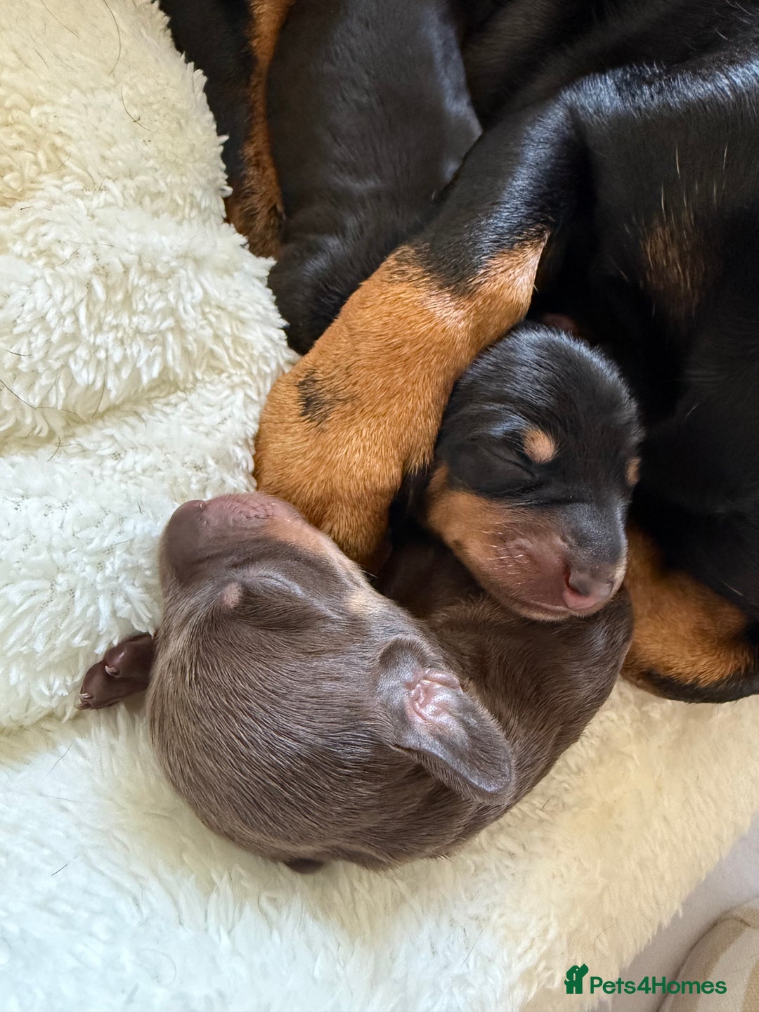 Miniature Dachshund dogs for sale: Two beautiful mini dash’s  - Image 22