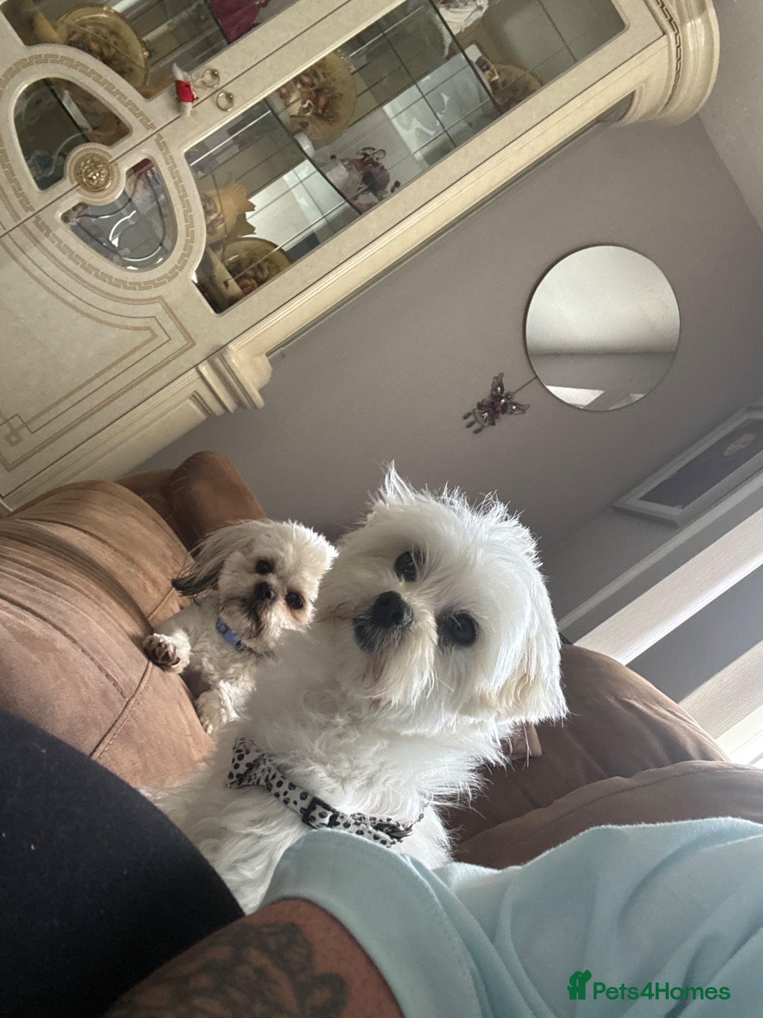Maltese dogs for sale: Maltese girl £450 ono - Advert 2