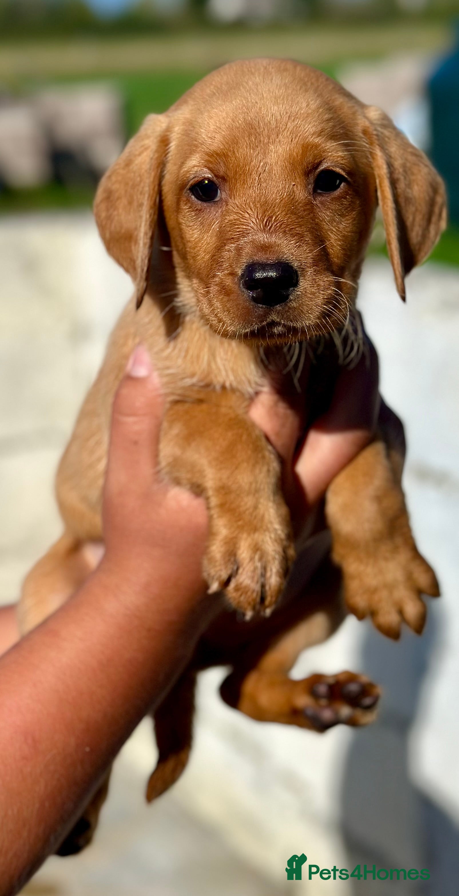 Labrador Retriever dogs RKC REG’D FOX RED, GOLDEN YELLOW CHUNKY LAB PUPS - Advert 2