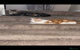 Mixed Breed cats for sale: Calico x tabby - Advert 7