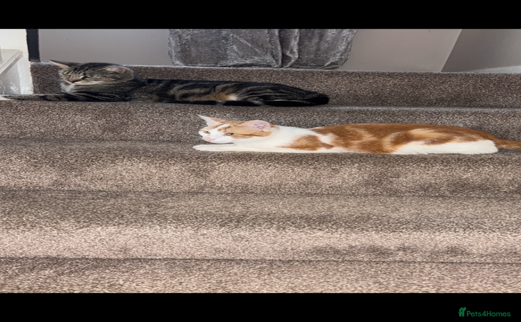 Mixed Breed cats Calico x tabby - Advert 14