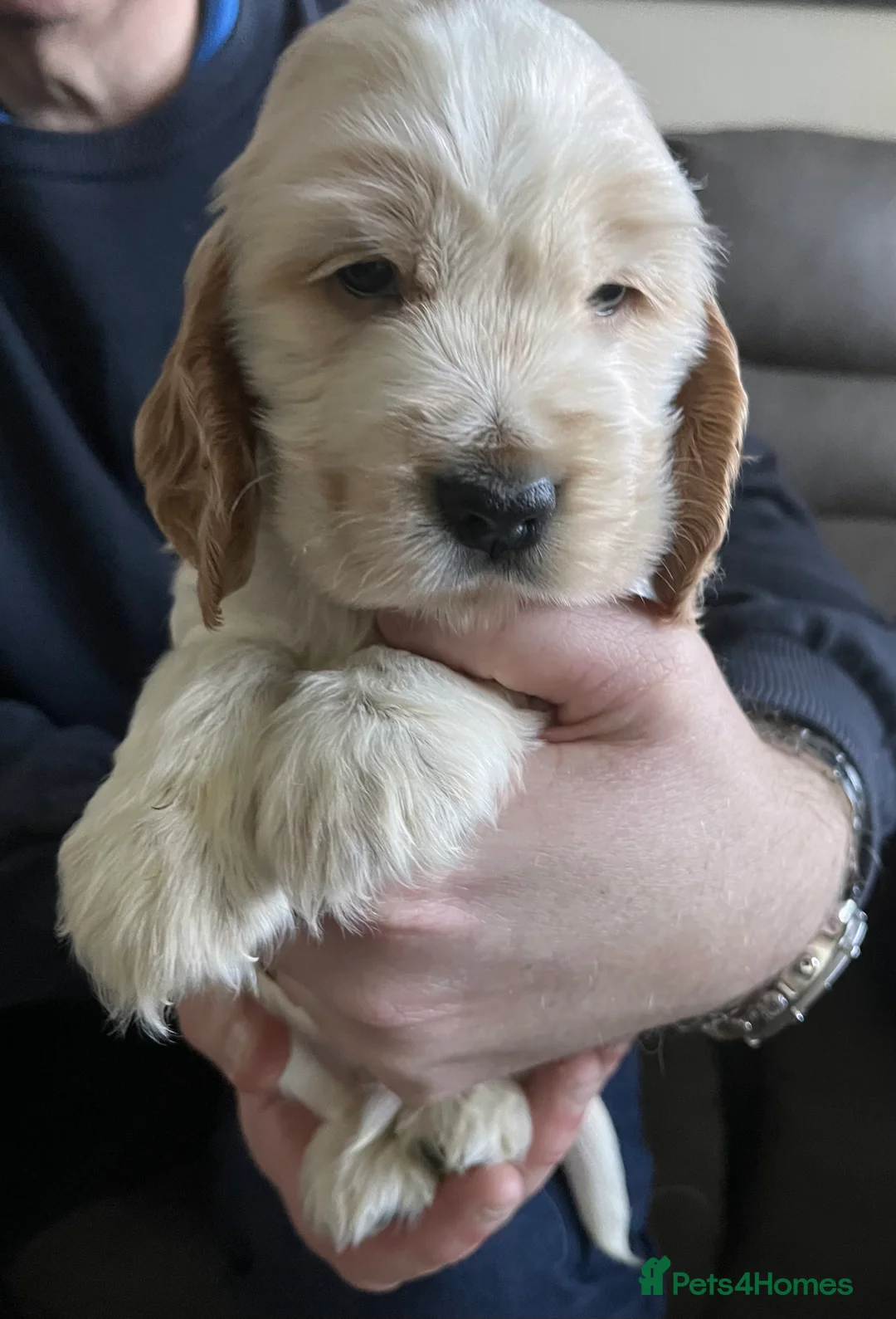 Cocker Spaniel dogs for sale: Show type Cocker Spaniels - Advert 9