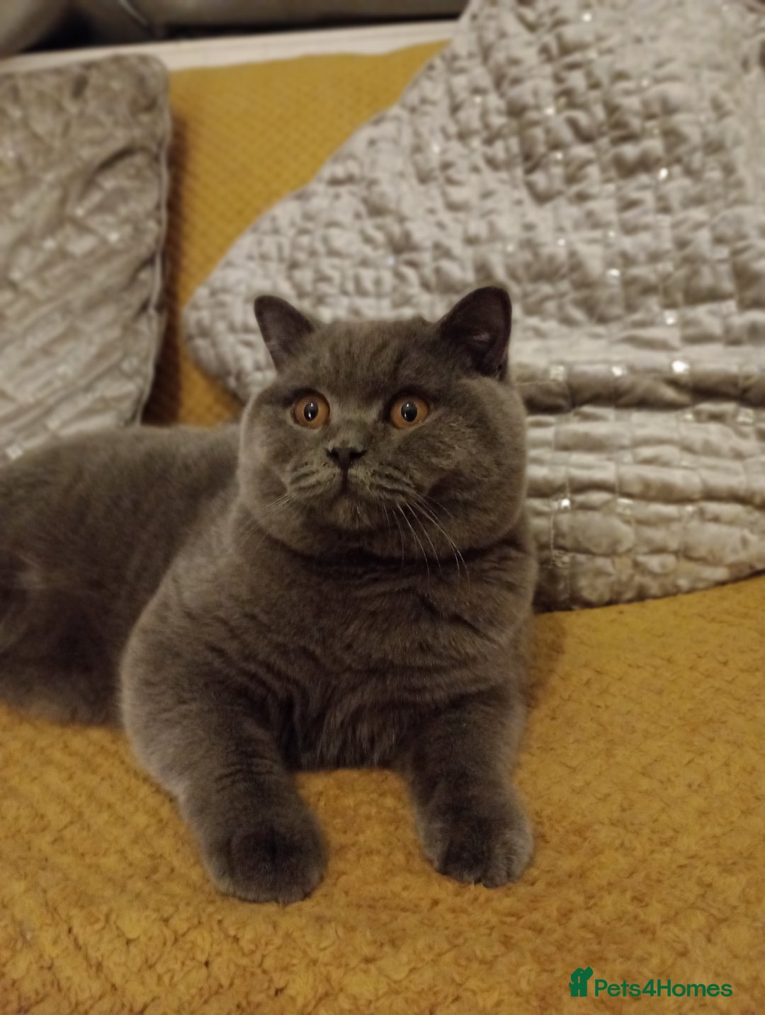 British Shorthair cats for stud: British Shorthair Cream/White 💙 Lilac/Blue Spot in Manchester - Advert 11