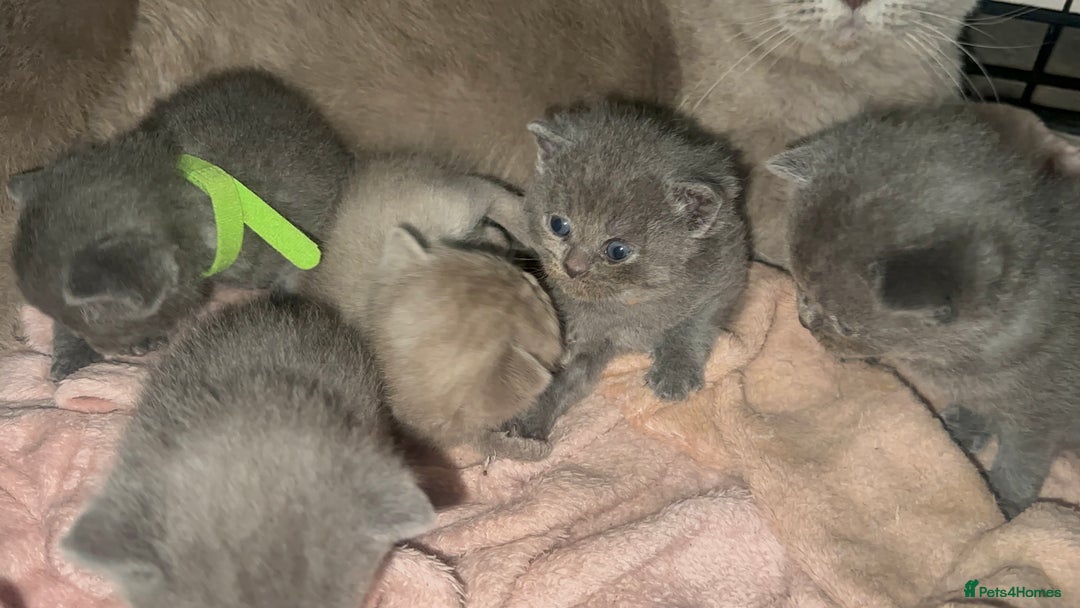 British Shorthair cats for sale: Stunning British Short Hair Kittens - Image 16