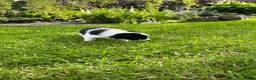Border Collie dogs for sale: Adorable Border Collie puppies  - Advert 31