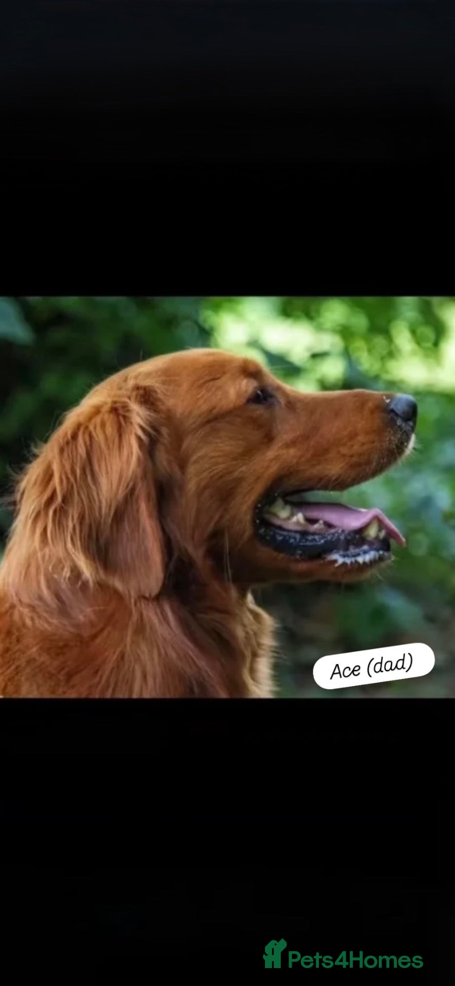 Golden Retriever dogs Golden retriever puppies for sale - Advert 2